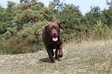 LABRADOR 072